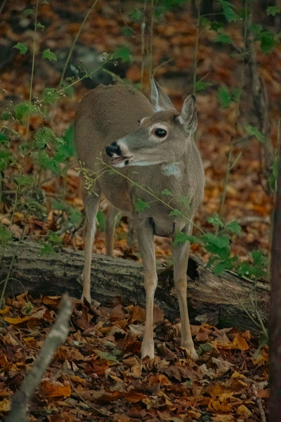 A whitetail deer stepping over a fallen log in autumn leaves